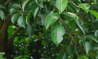 描寫(xiě)校園里的香樟樹(shù)的作文