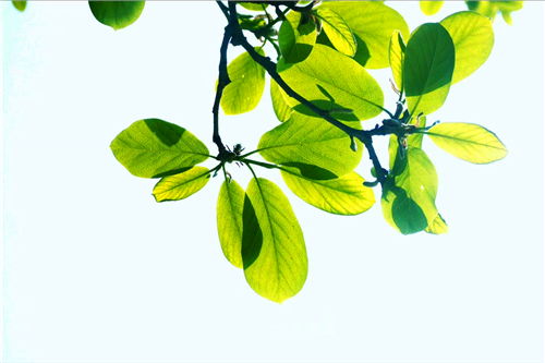 寫(xiě)一篇校園的春色的作文400字