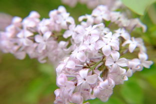 作文,丁香花,開(kāi)滿(mǎn),校園