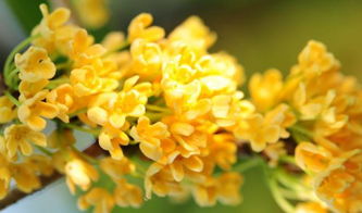 校園桂花枝干作文350四級