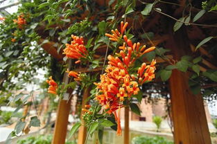 校園里的鞭炮花作文,描寫(xiě)鞭炮花的作文,鞭炮花作文三年級