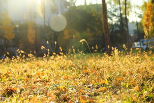 陽(yáng)光校園好伙伴小學(xué)生作文