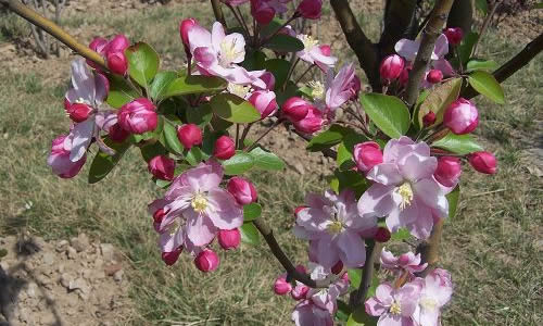 校園里的海棠樹(shù)作文600字