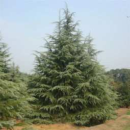 校園里的松樹(shù)和雪松作文