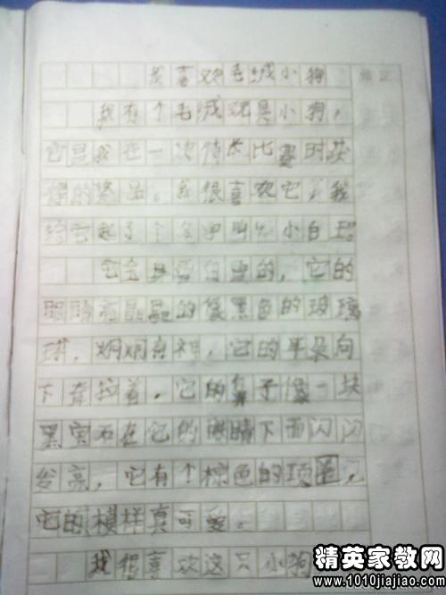 校園里的觀(guān)察三百字作文