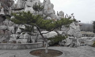 關(guān)于校園的松樹(shù)的作文350字