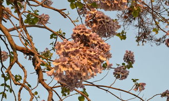 校園的樹(shù)三年級作文,校園的木棉花樹(shù)作文,校園里的桃花樹(shù)作文300字