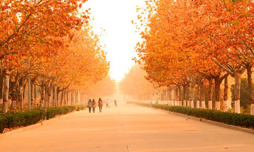 校園秋景作文600字初二,校園秋景作文600字動(dòng)靜結合,校園秋景作文600字高中