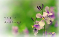 二級寫(xiě)校園的春天作文100字