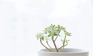 校園的一個(gè)植物作文