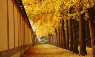 深秋的校園作文結尾,深秋的校園作文600字左右,深秋的校園作文400字