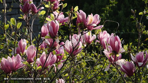 描寫(xiě)校園風(fēng)景線(xiàn)的作文關(guān)于紫玉蘭花