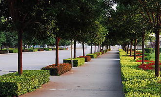 作文,漫步,校園