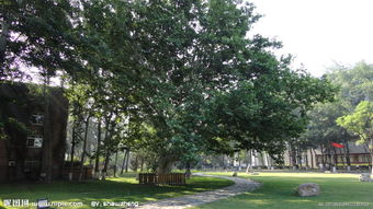 校園里的法桐樹(shù)作文500字