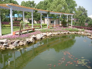 美麗的校園風(fēng)景敘事作文