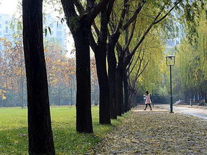 寫(xiě)校園一角鳳凰木的作文800字