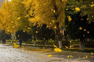 校園秋景詩(shī)歌400字作文