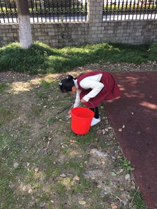 作文,環(huán)保,校園,小衛士