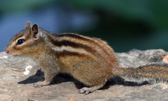 校園的小松鼠作文