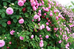 炮仗,寫(xiě)作文,校園