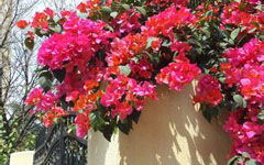 作文校園風(fēng)景線(xiàn)三角梅600字