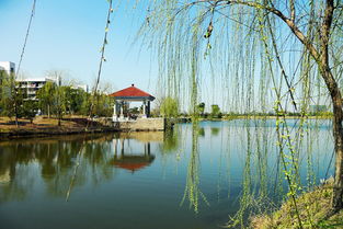 三百字作文校園春景