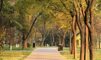 愛(ài)護校園花草作文600字