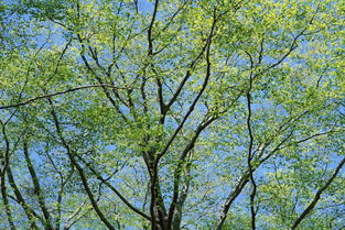 秋天的校園美景作文三級作文300字左右