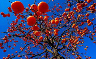 校園四季柿子樹(shù)作文