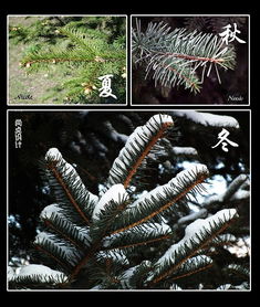 校園的松樹(shù)400字作文