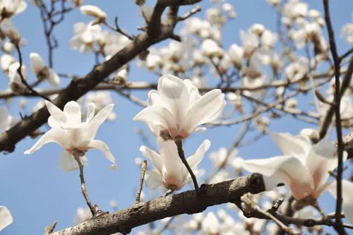 校園的玉蘭花作文300