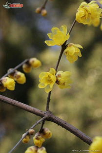 校園苦楝樹(shù)作文