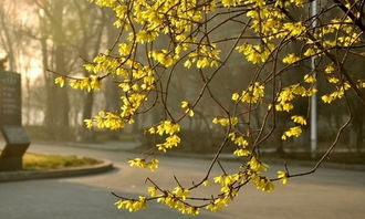 小學(xué)生春天的校園作文300字作文