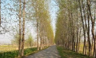 校園一角描寫(xiě)白楊樹(shù)作文300