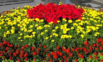 四級下冊第一單元的作文校園的花壇