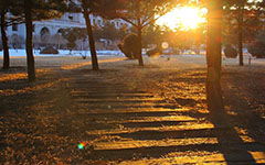 作文,小樹(shù)林,校園,范文