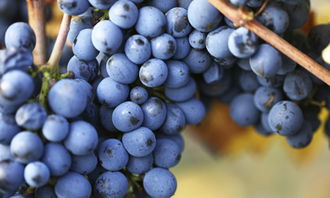 校園四季的葡萄架作文