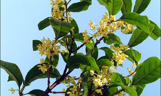 校園里的桂花作文1萬(wàn)個(gè)字