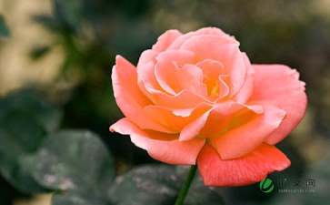 校園的月季花作文動(dòng)靜結合