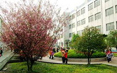 校園里的春天桃樹(shù)作文