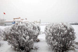 小學(xué)生作文下雪啦,小學(xué)生作文下雪啦二年級,小學(xué)生作文300字