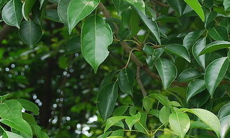 香樟,作文,校園里