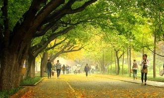 校園里五角楓作文