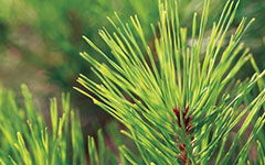 作文校園松樹(shù)300