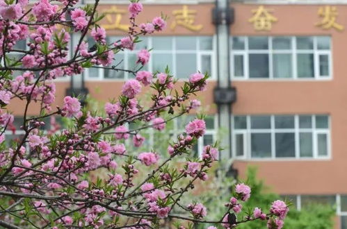 校園鳥(niǎo)語(yǔ)花香作文