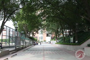 校園林蔭道作文400字