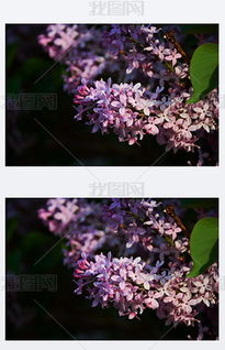 丁香花的校園作文六百字