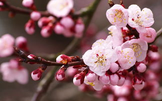 校園里的桃花樹(shù)作文150