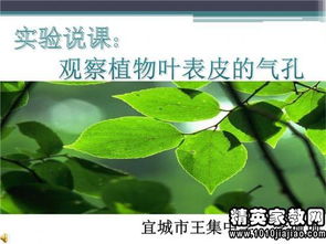 校園里的植物作文三級上