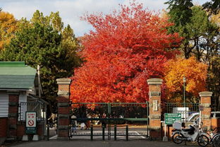 校園里的銀杏大道作文400字,學(xué)校的銀杏大道作文,校園的銀杏樹(shù)葉作文300
